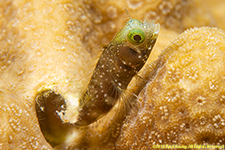 spnyhead blenny